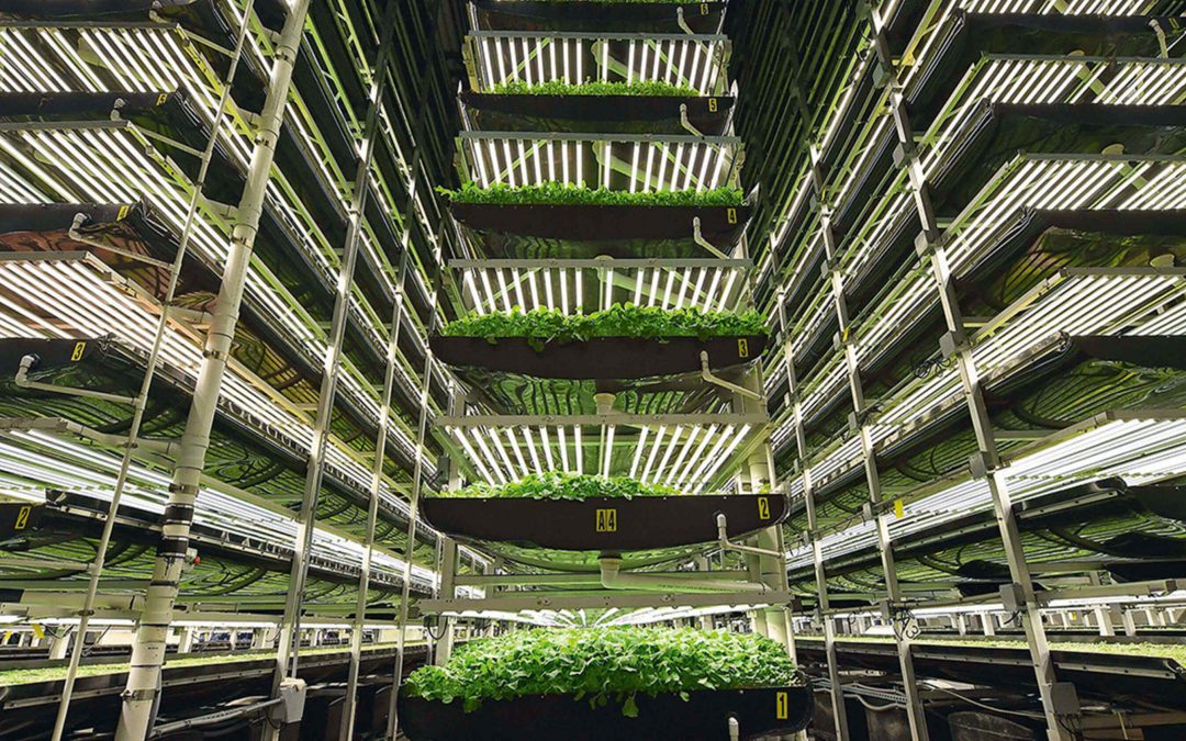 Agricultura vertical + Análisis de datos + Inteligencia artificial, la nueva ola de empresas agritech que buscan revolucionar la producción de alimentos